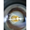 Reines F0 Buckfast - Testée