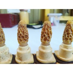 Cellules Royales Gelée Royale