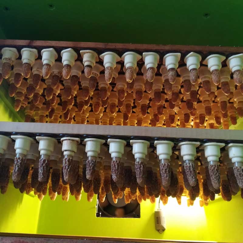Cellules Royales Gelée Royale